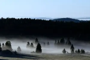 Klidná krajina mlhou pokrytých borovic v českém lese za úsvitu.